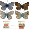 polyommatus eros tshetverikovi paratype2